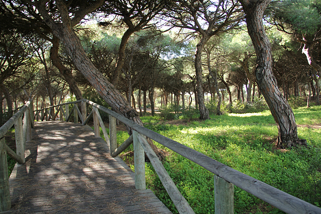 Gångbroar av trä slingrar sig fram genom Pinar De La Almadraba.