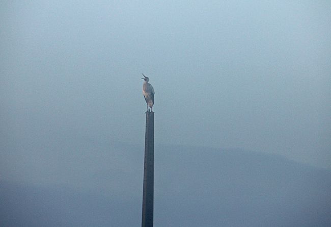Storken på plats en tidig morgon när dimman fortfarande var tät över ängen.
