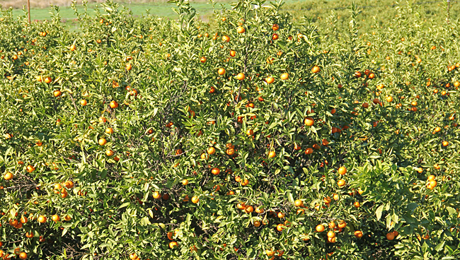 Mandariner odlas i Silves omgivningar.