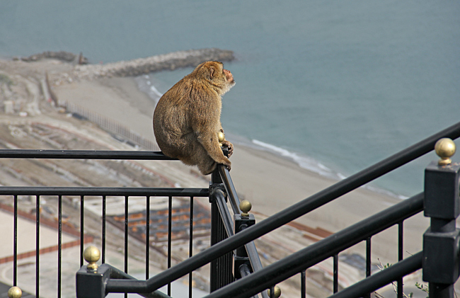 En av Gibraltarklippans apor njuter av utsikten över Medelhavet.