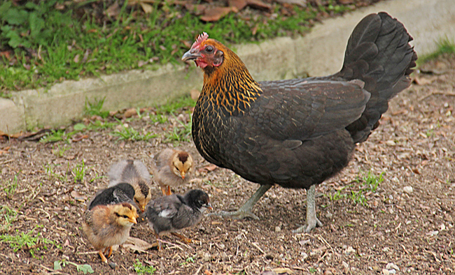 I Parque de la Paloma den så kallade fågelparken såg vi denna höna med kycklingar.