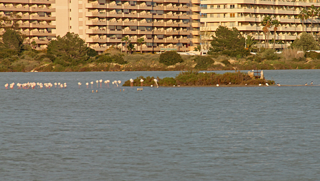 Naturreservat i form av en stor saltsjö som är hem för en stor flock av flamingos.