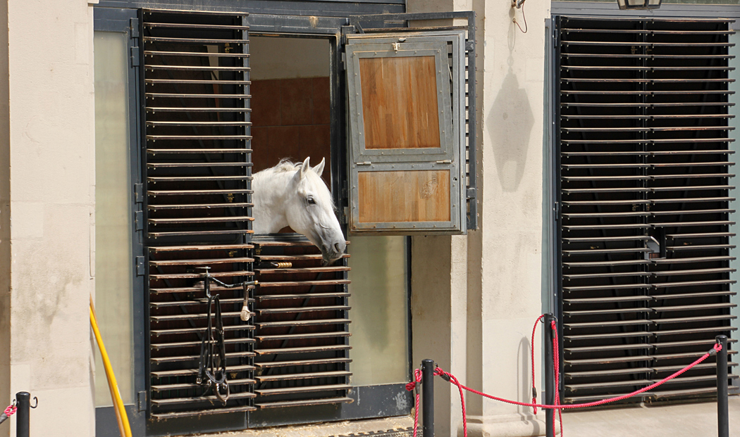 En Lipizzanerhäst tittar ut genom stalldörren.