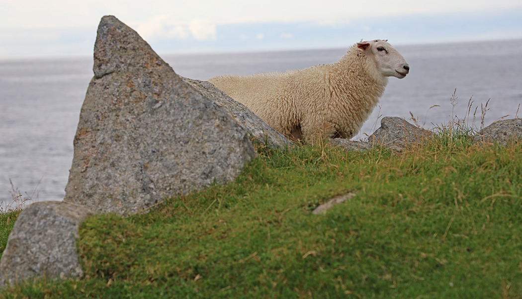 Ett får försökte gömma sig bakom en sten.