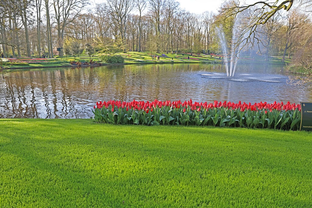 Den stora tulpanparken Keukenhof i Holland.