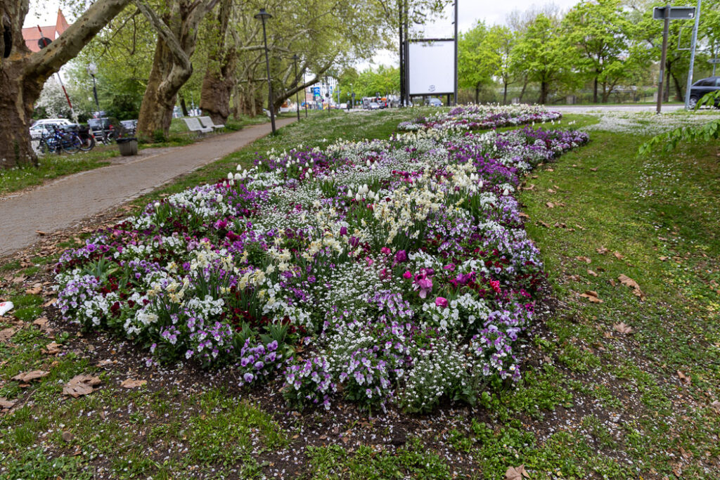 Blomster livar upp stadsbilden.