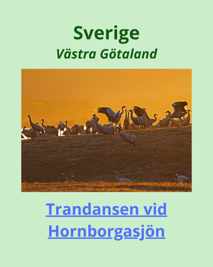 Trandansen vid Hornborgarsjön.